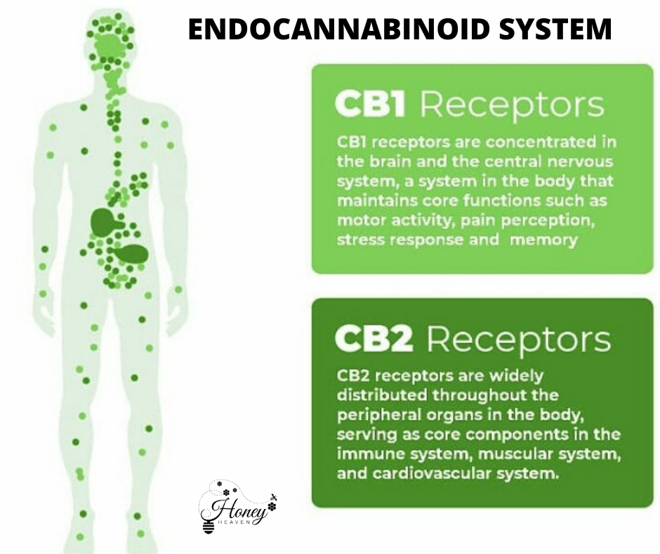 role of the endocannabinoid system