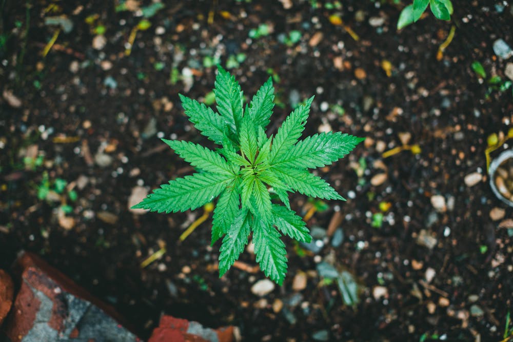 Earth Day 2025: How Hemp Can Help Us Make a Healthier Planet