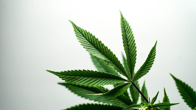 Hemp Chemistry: How is CBD Formed?
