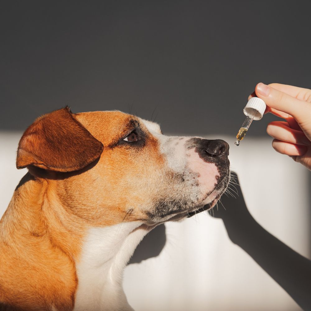 Is it Good to Give CBD Oil to Your Dogs?