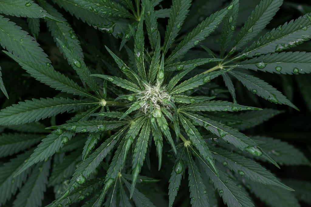 What are the side effects of taking CBD?