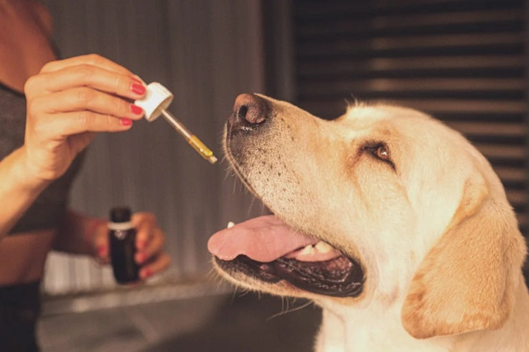  CBD Oil Benefits For Dogs