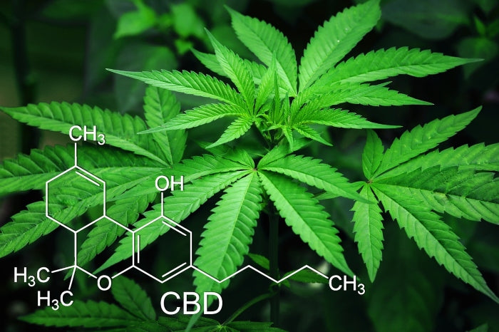 What Is The Difference Between Hemp Oil and CBD