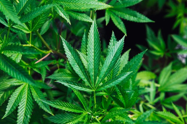 The different types of cannabinoids