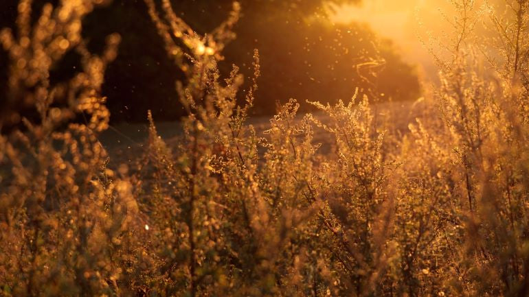 Honey and Hayfever